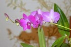 DSC_1353.JPG