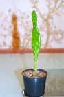 DSC_1366.JPG