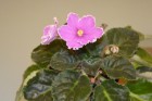 DSC_1368.JPG