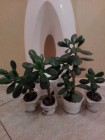 IMG-20190329-WA0013.jpg