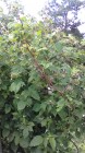 IMG_20160617_135233.jpg