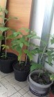 IMG_20160621_151156.jpg