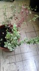 IMG_20160621_154354.jpg