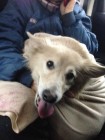 dog~0.jpg