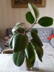 IMG-20171018-WA0000.jpg